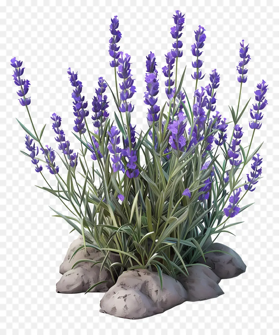 Lavender 3d，Lavender PNG