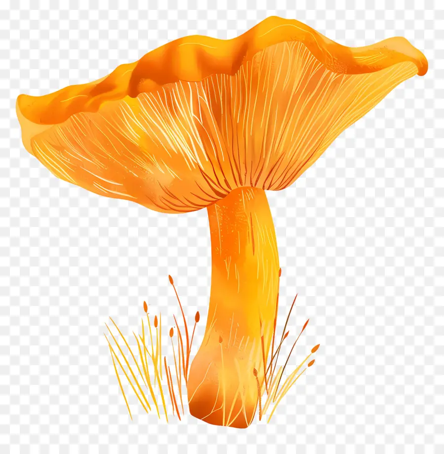 Jamur Chanterelle，Jamur PNG