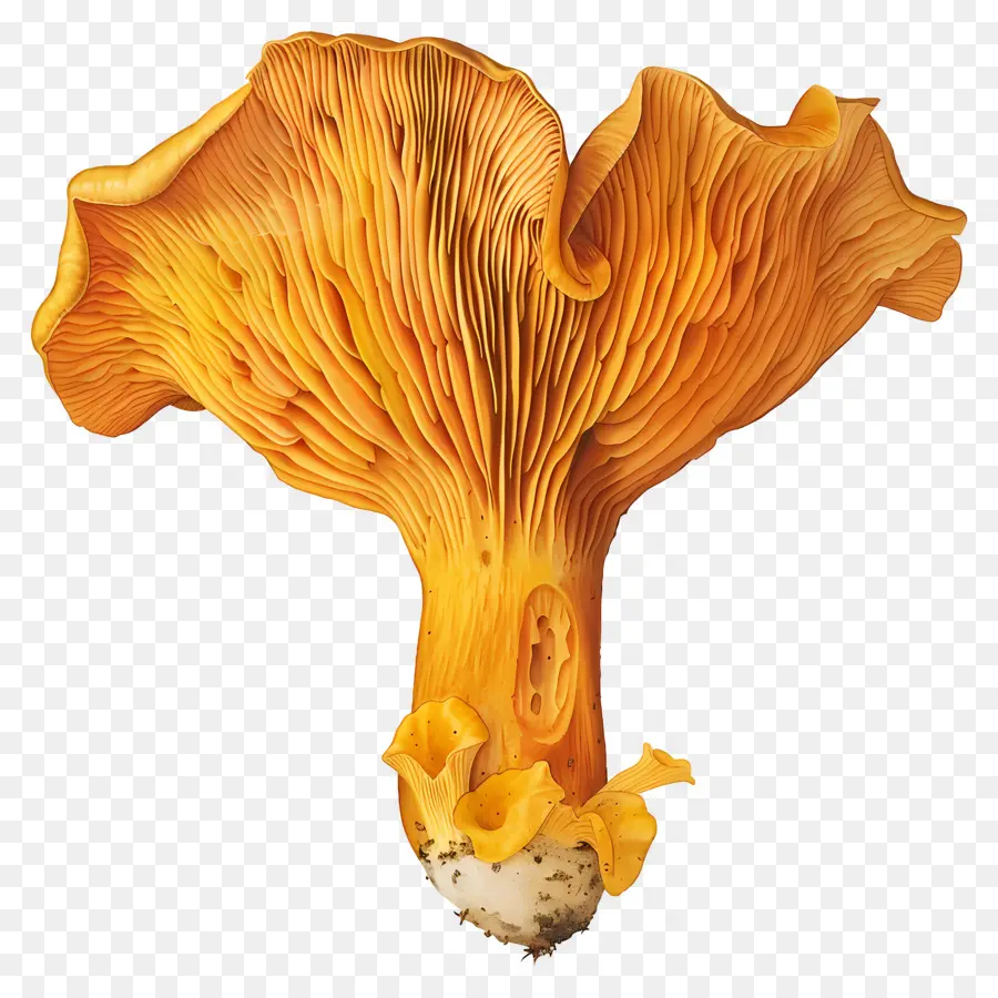 Jamur Chanterelle，Jamur PNG