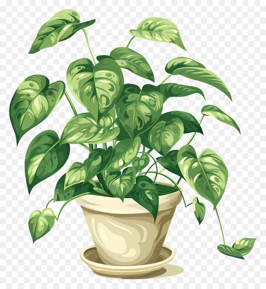 Houseplant Bergelombang，Houseplant PNG