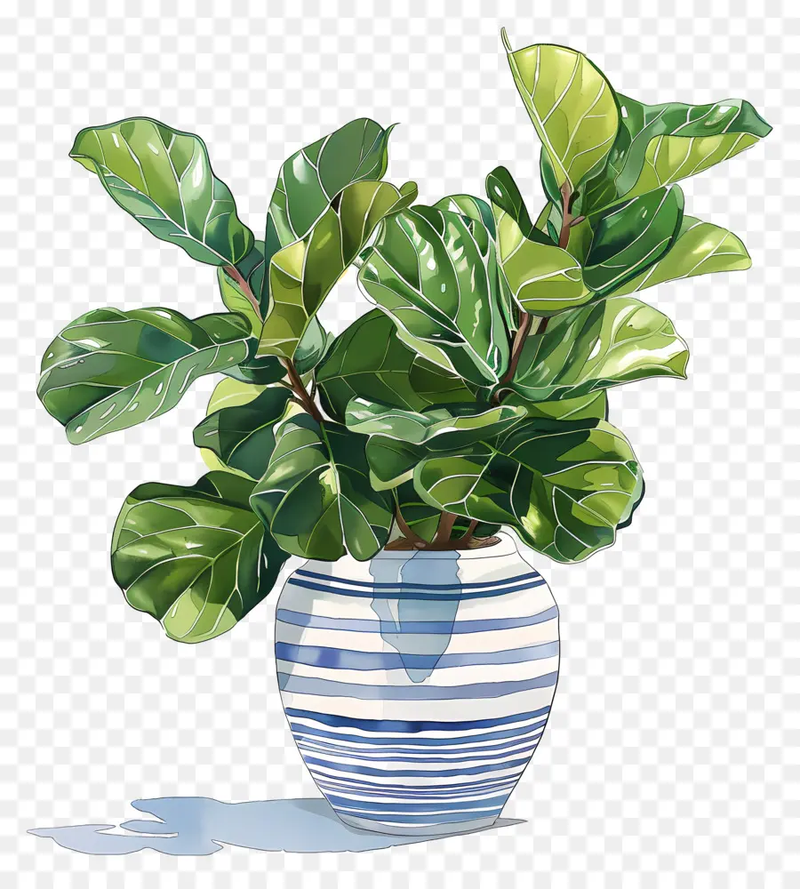 Ficus Lyrata，Vas PNG