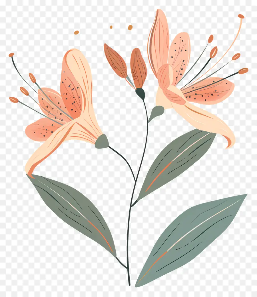 Kebun Bunga，Bunga Lily Orange PNG