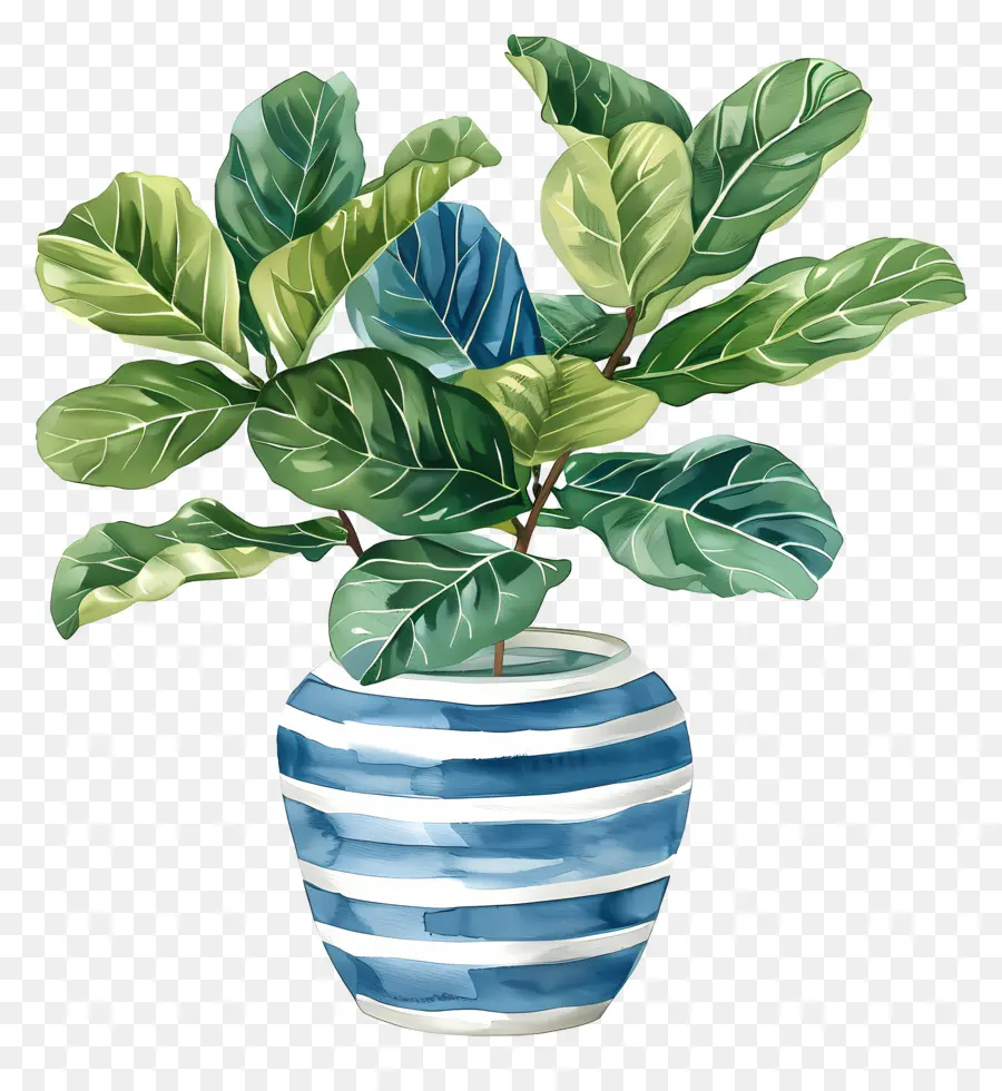 Ficus Lyrata，Biru Dan Putih Vas PNG