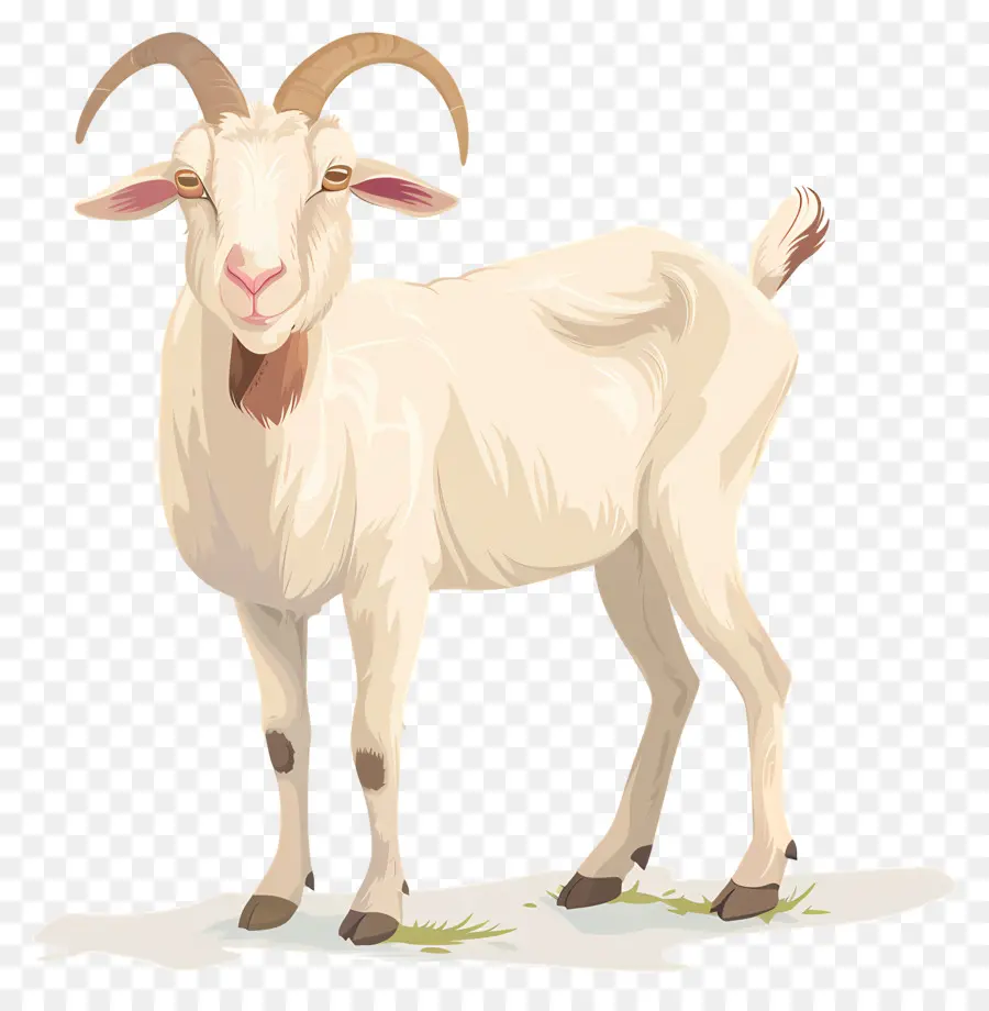 Kambing，Kambing Putih PNG