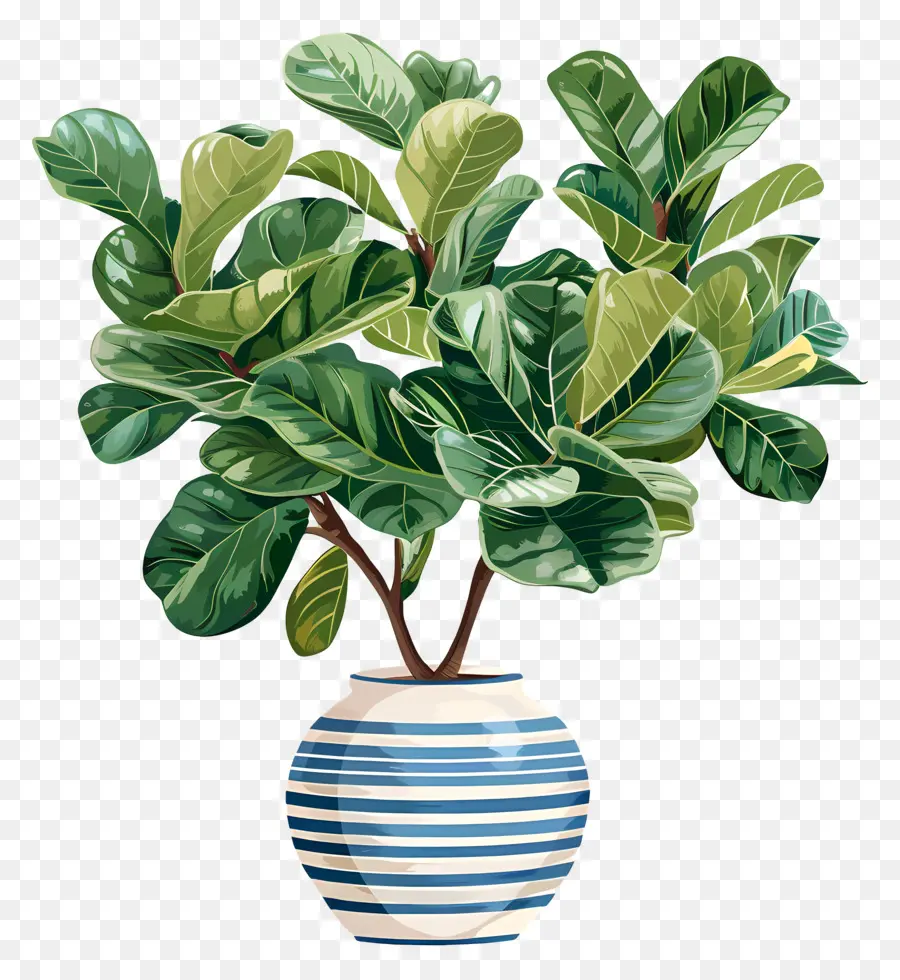 Ficus Lyrata，Tanaman Indoor PNG