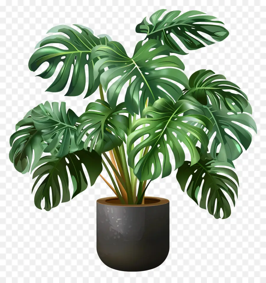 Tanaman Monstera Lezat，Tanaman Monstera PNG