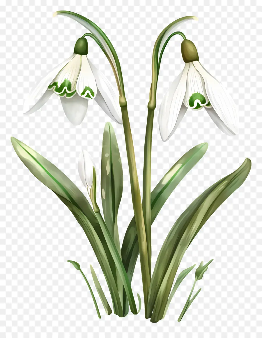 Bunga Snowdrop，Polisi Militer PNG