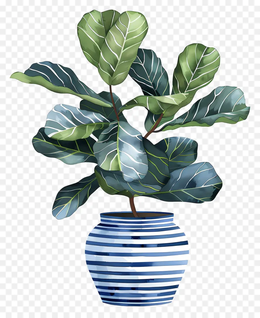 Ficus Lyrata，Tanaman Indoor PNG