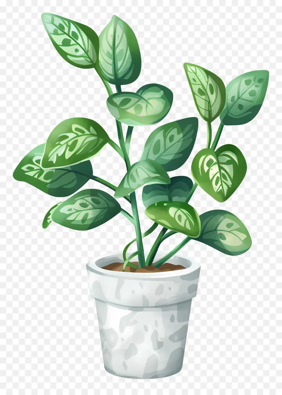 Houseplant Bergelombang，Tanaman Indoor PNG