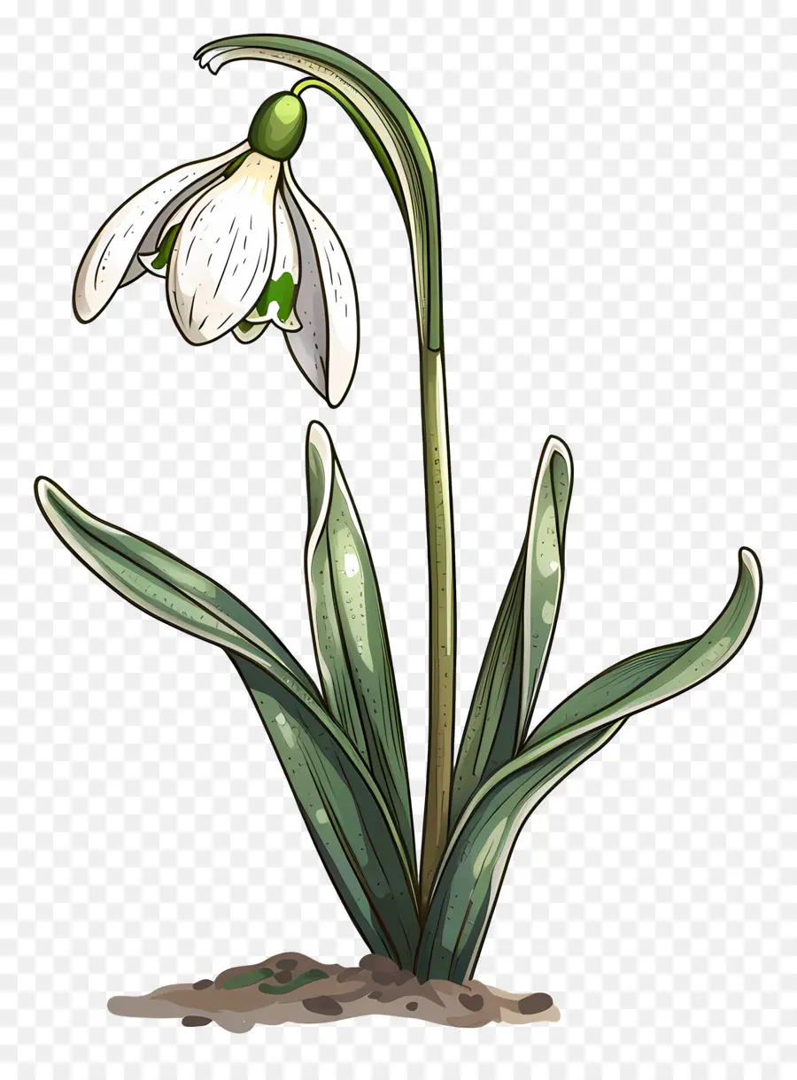 Bunga Snowdrop，Tanaman Snowdrop PNG