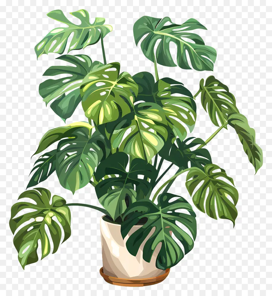 Tanaman Monstera Lezat，Rakasa Pabrik PNG