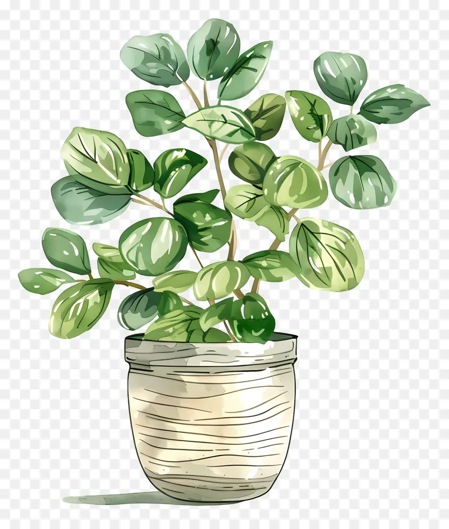 Houseplant Bergelombang，Tanaman Hijau PNG