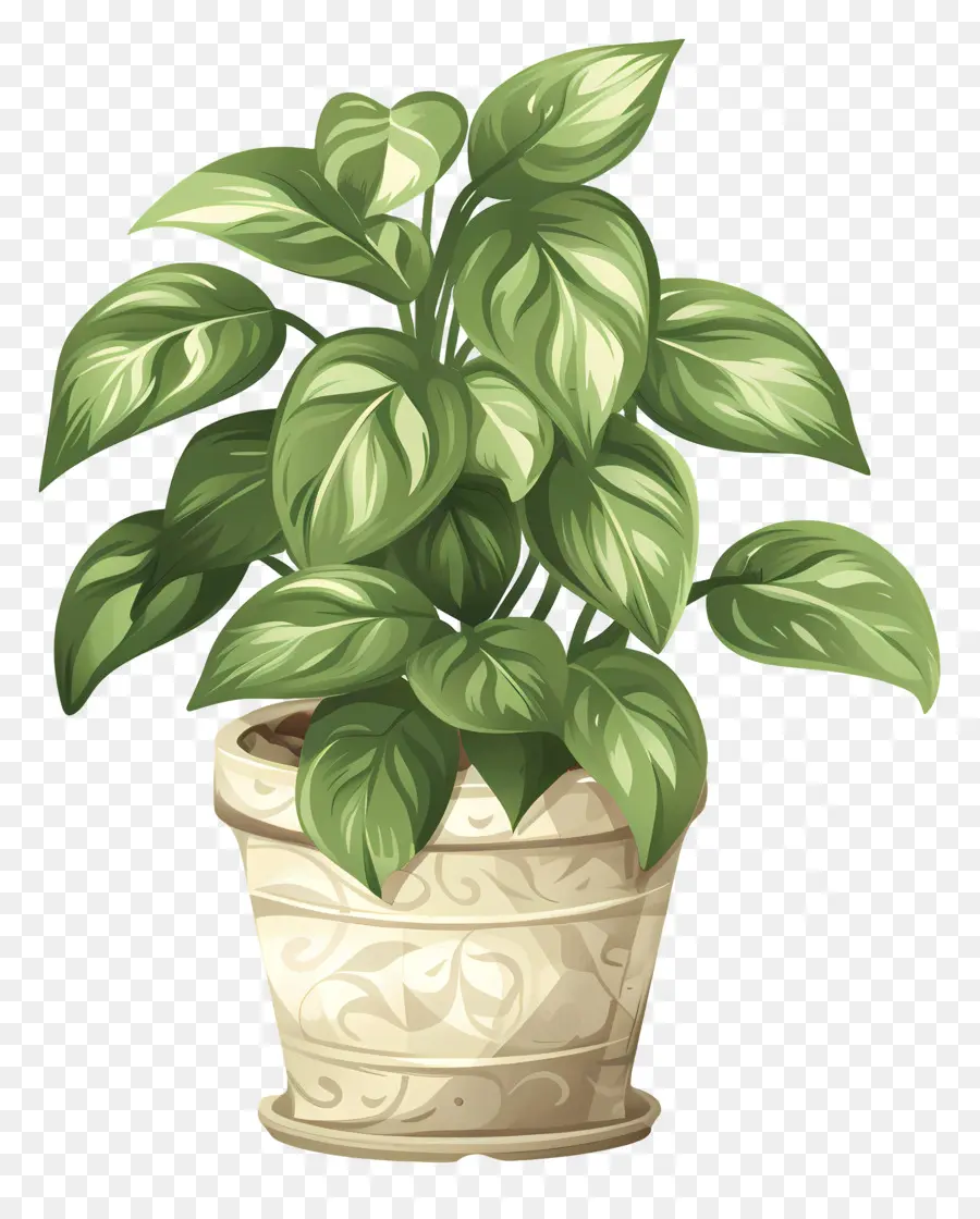 Houseplant Bergelombang，Pot Tanaman PNG