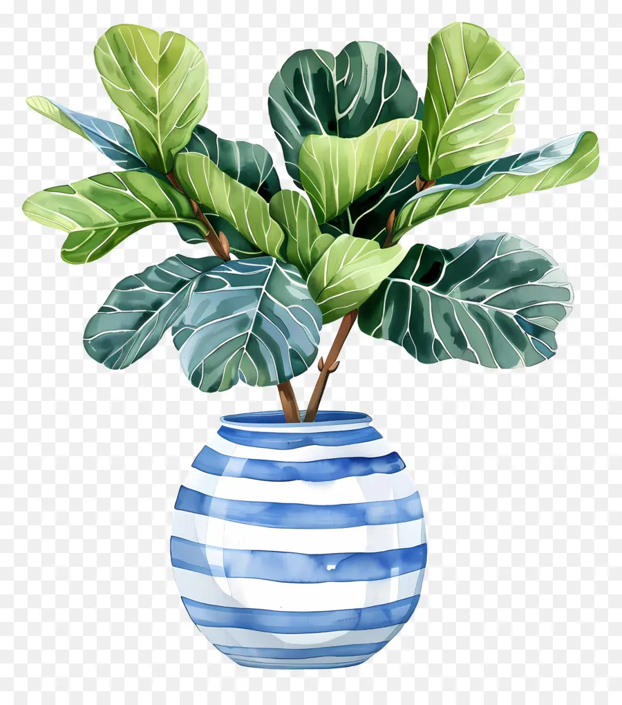 Ficus Lyrata，Vas Bergaris Biru Dan Putih PNG