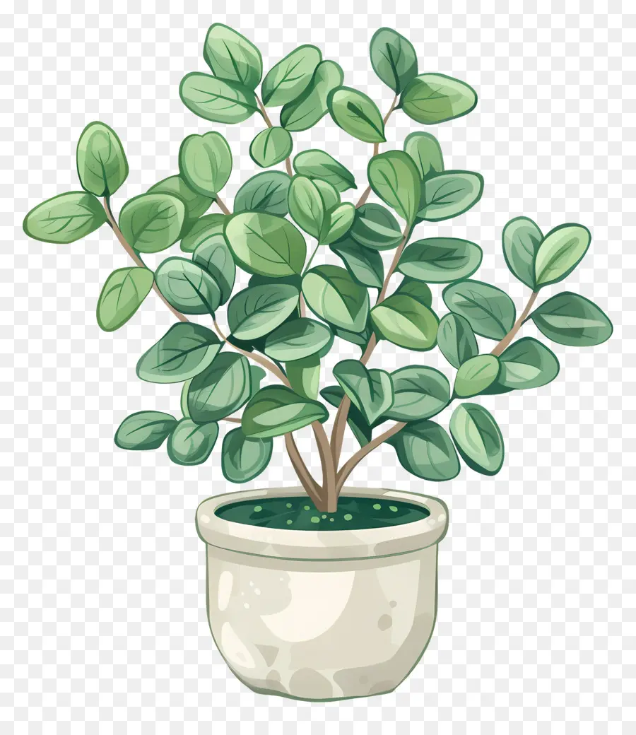 Houseplant Bergelombang，Tanaman Indoor PNG