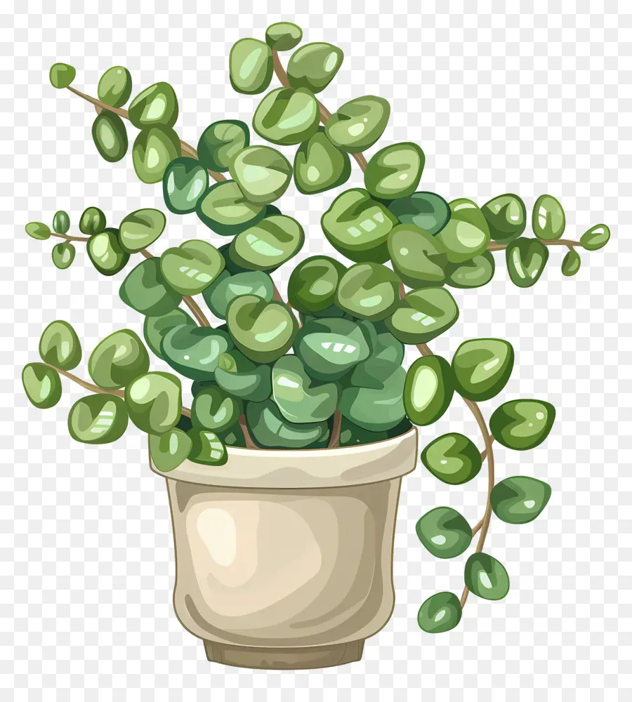 Houseplant Bergelombang，Sukulen PNG