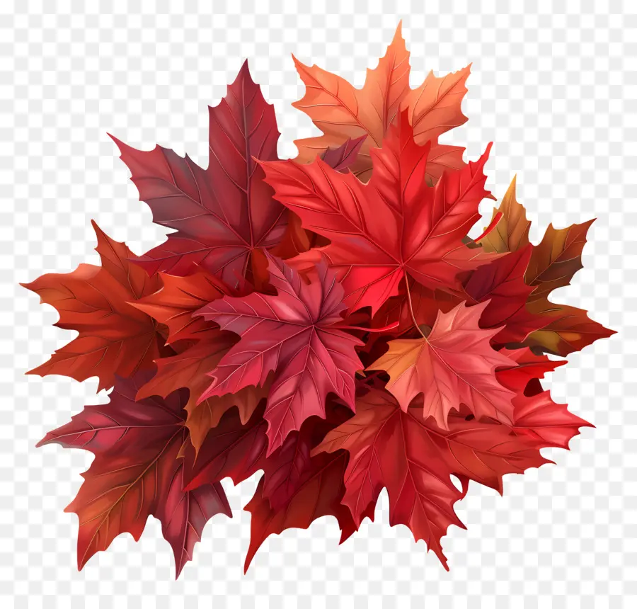 Daun Maple，Merah Daun Maple PNG