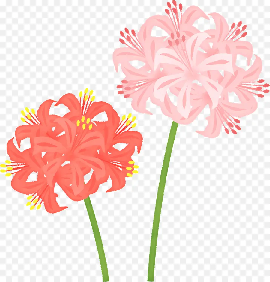 Lily Berlian，Pink Lily PNG