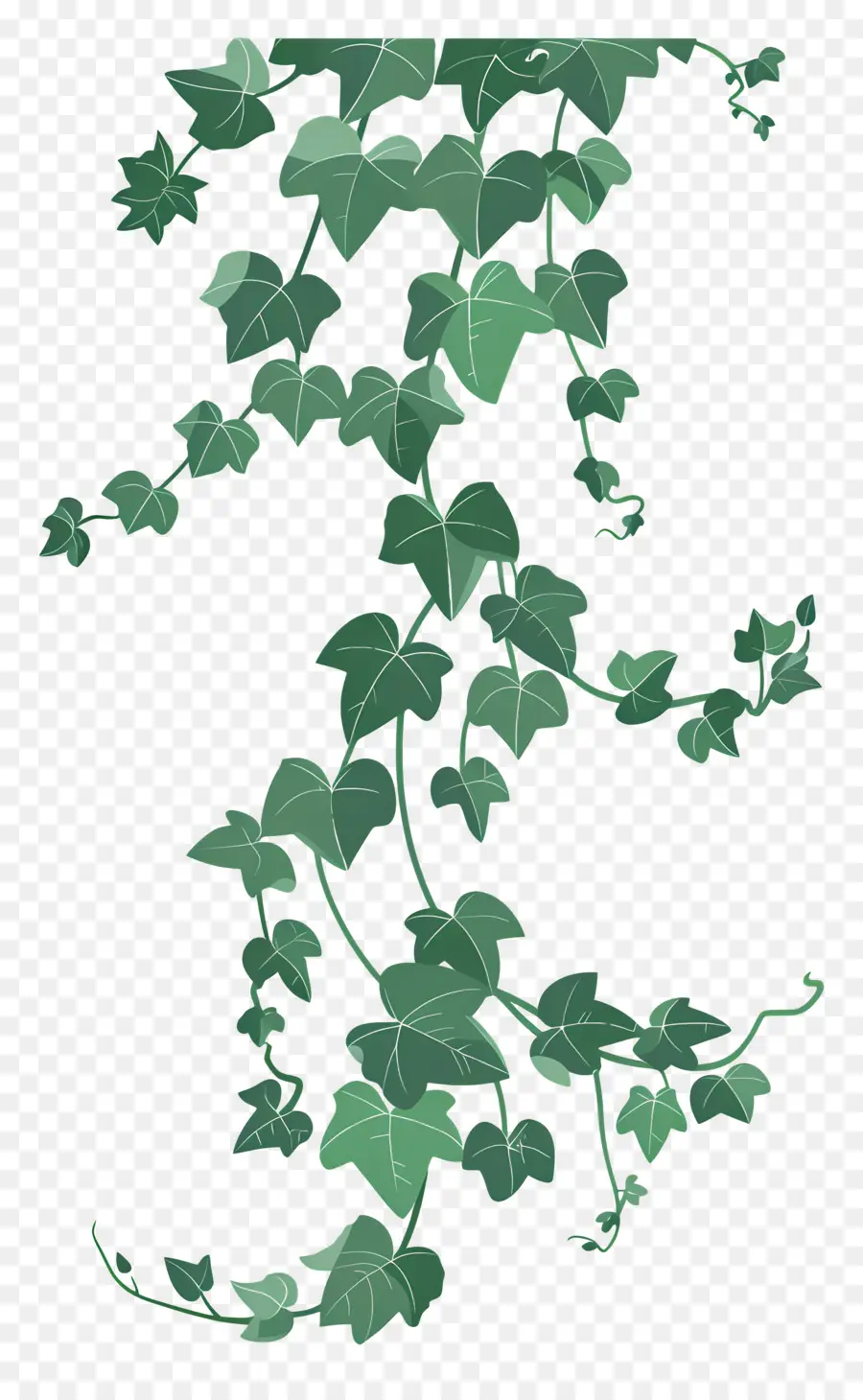 Ivy，Anggur PNG