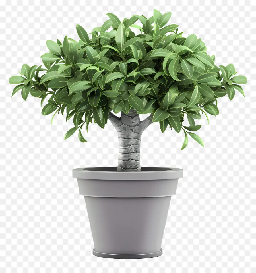 Pohon Dolar，Pohon Bonsai PNG