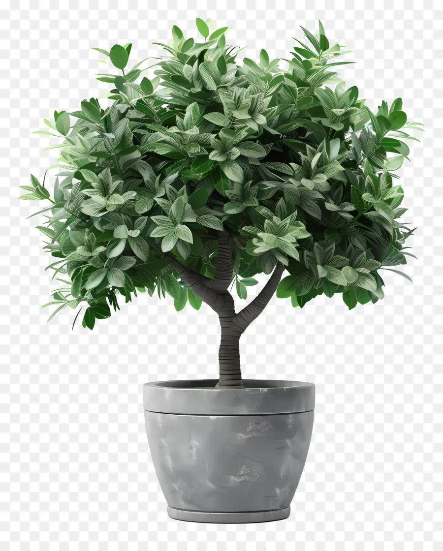 Pohon Dolar，Pohon Bonsai PNG