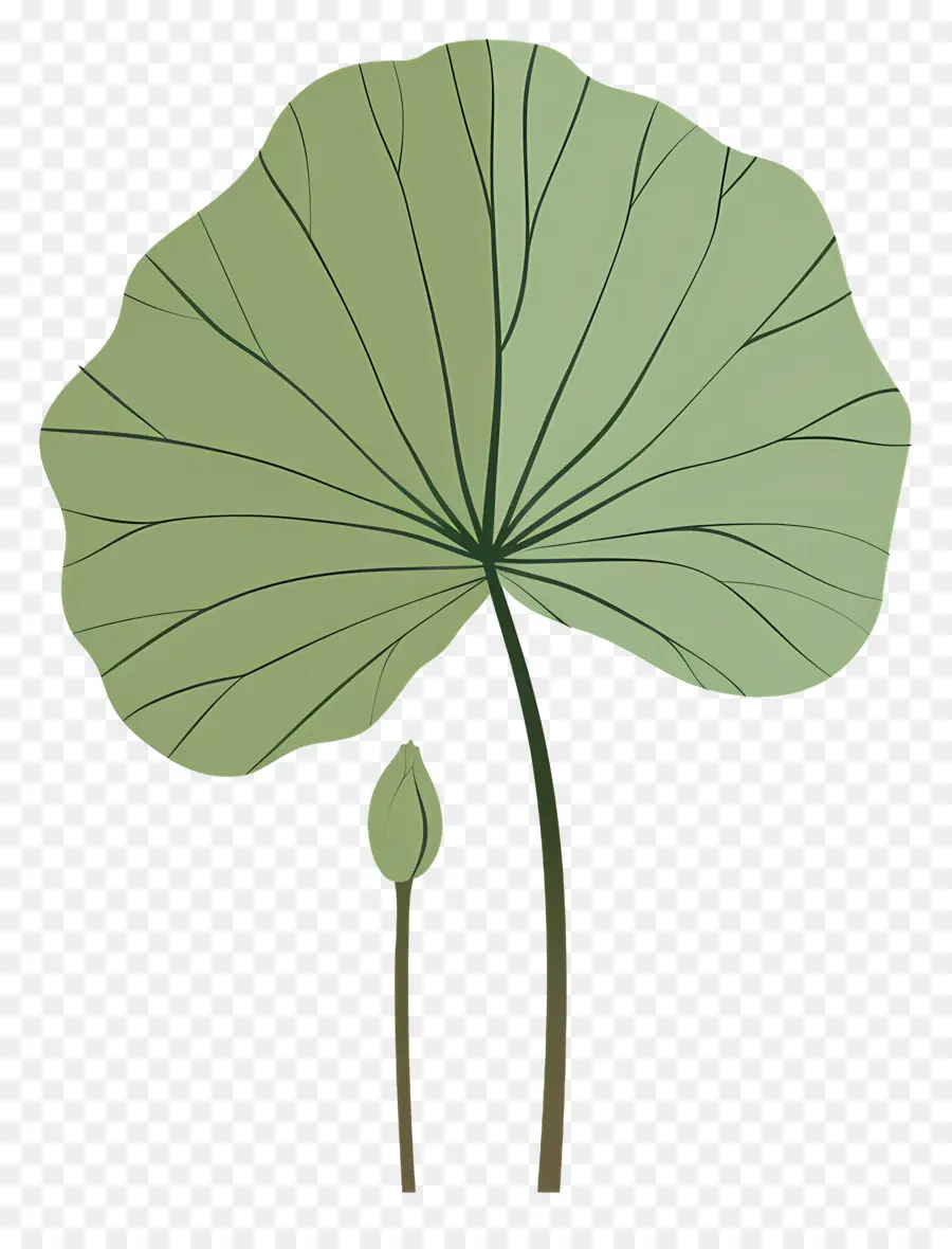 Daun Teratai，Lily Air PNG