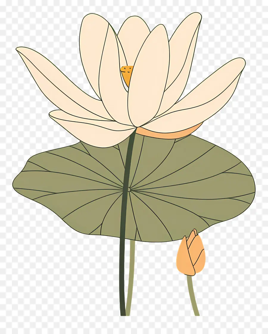 Lotus，Bunga Teratai PNG