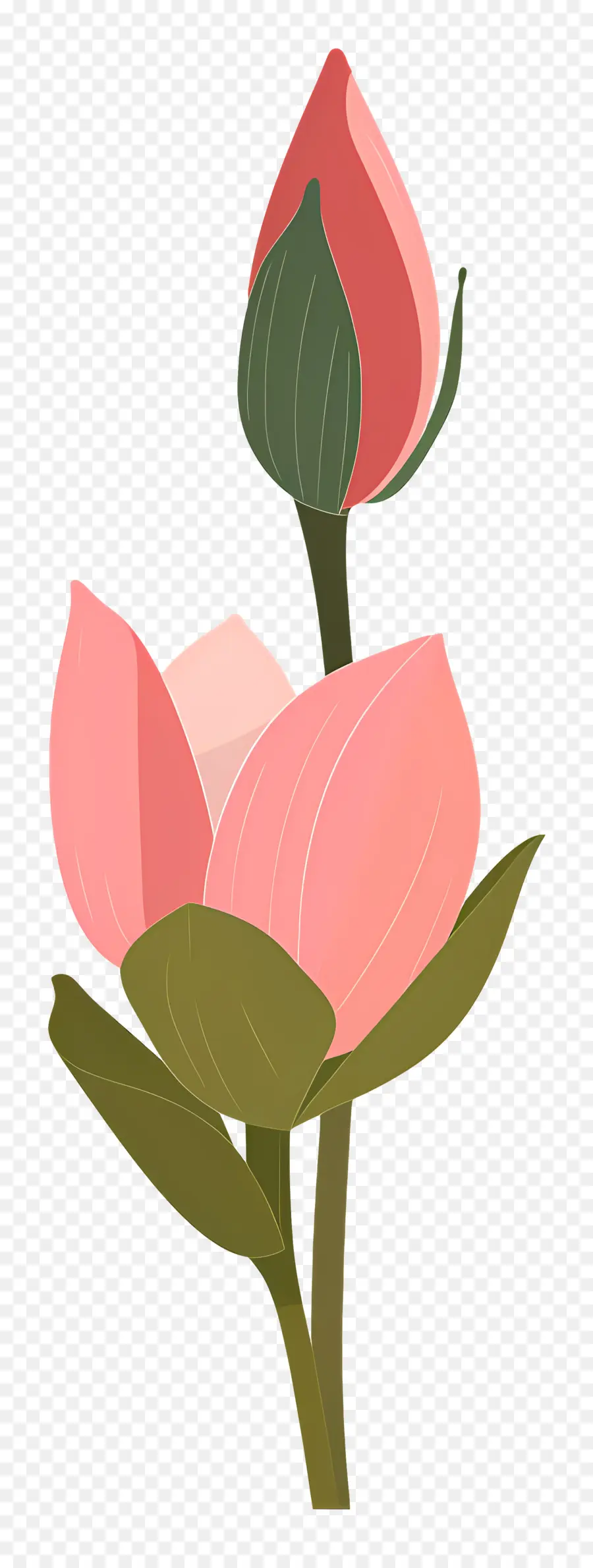 Lotus Bud，Bunga PNG