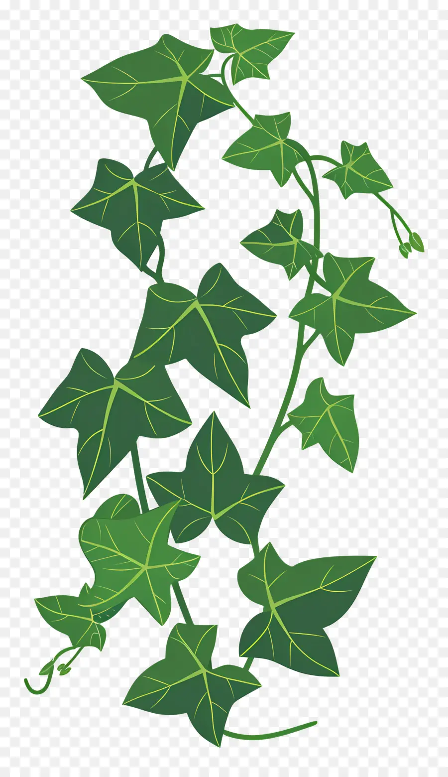 Ivy，Anggur PNG