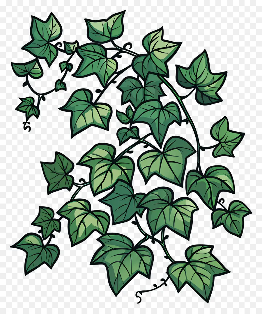 Ivy，Anggur PNG