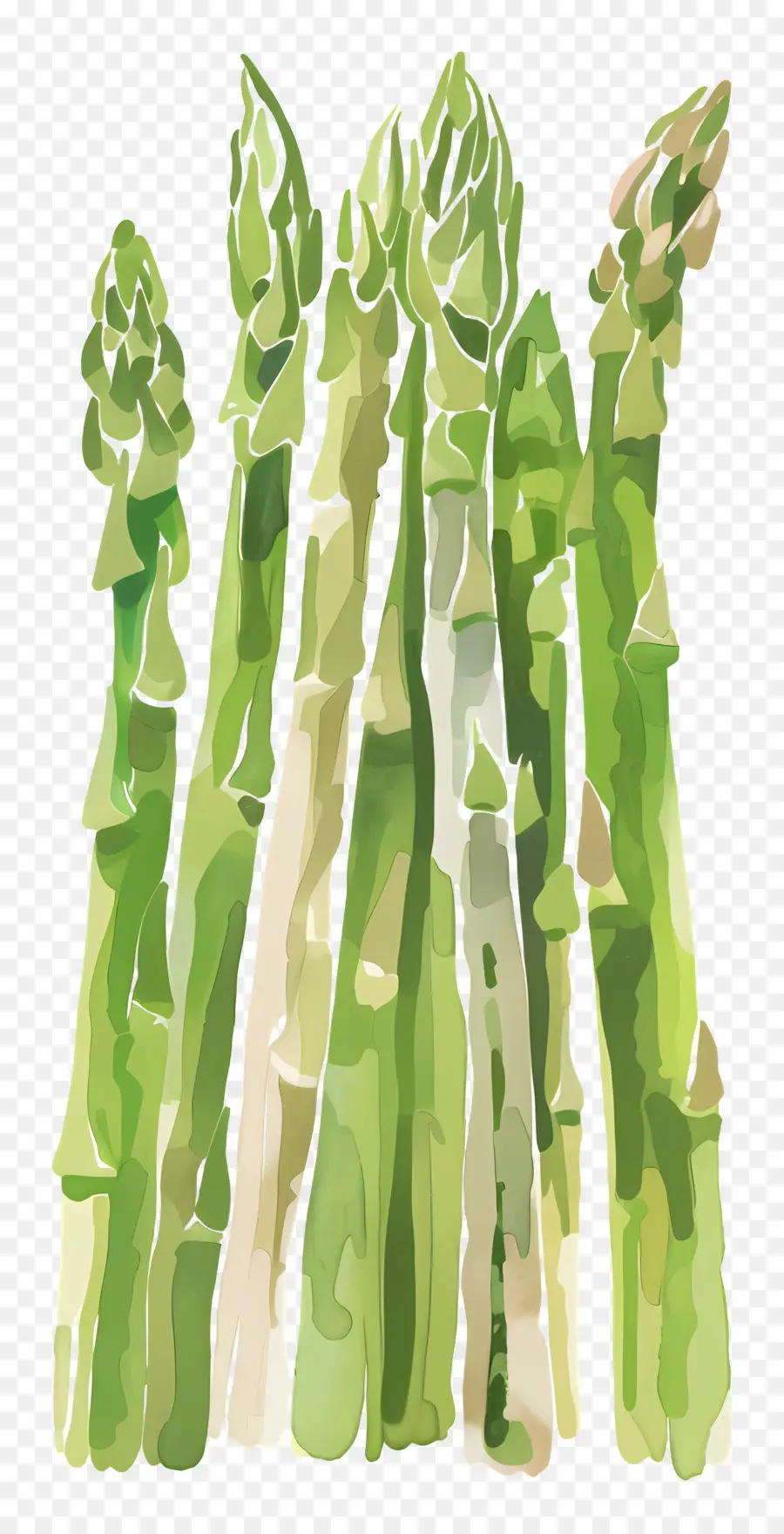 Asparagus，Hijau PNG