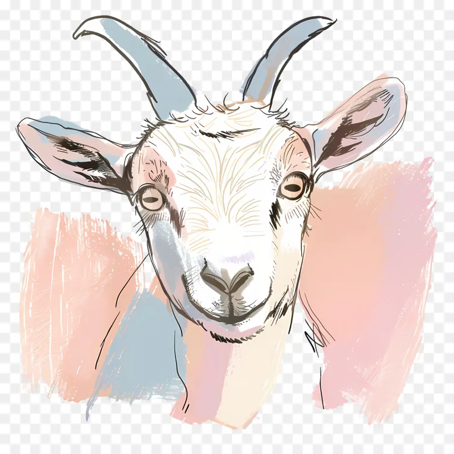 Kambing，Cat Air PNG