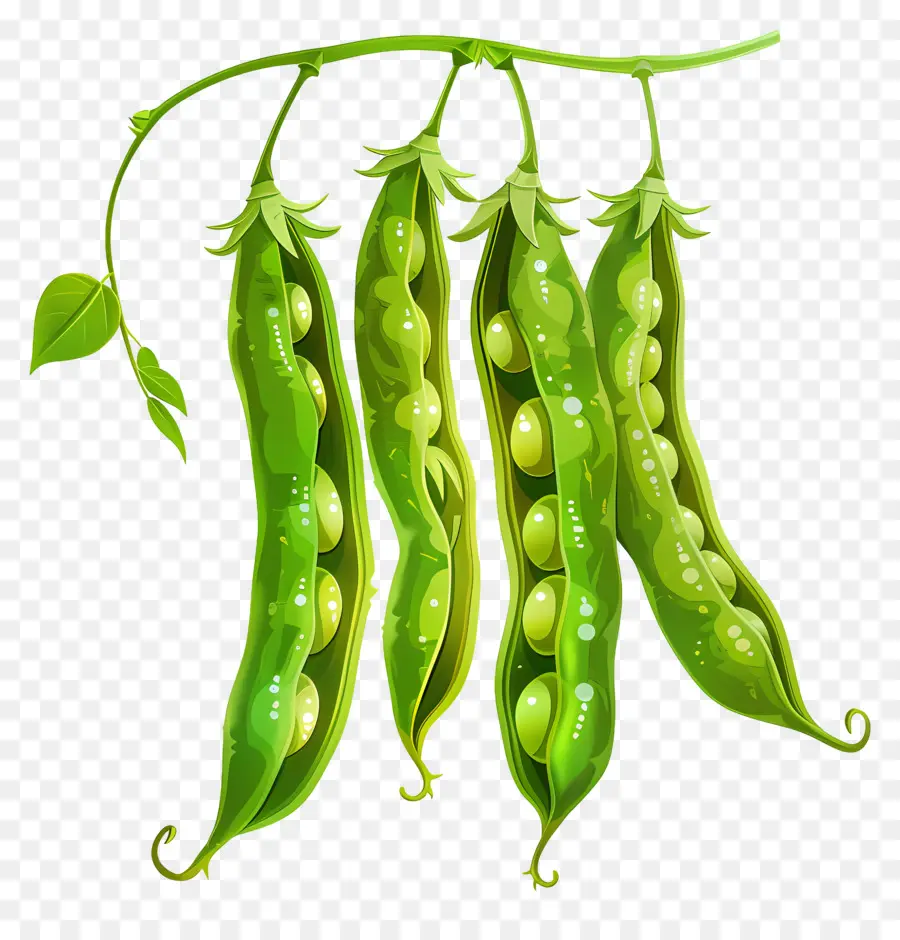 Kacang Hijau，Polong PNG