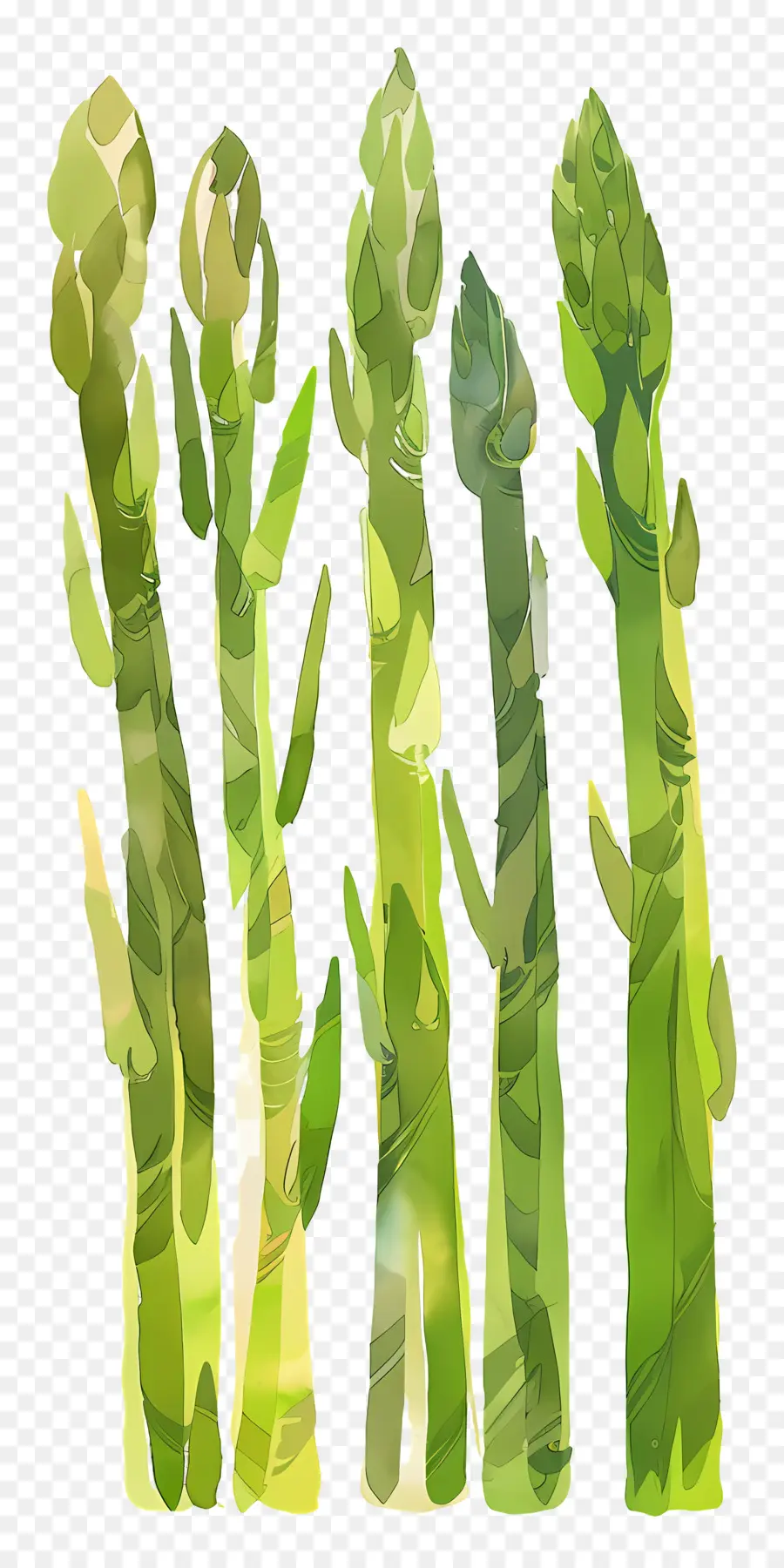 Asparagus，Hijau PNG