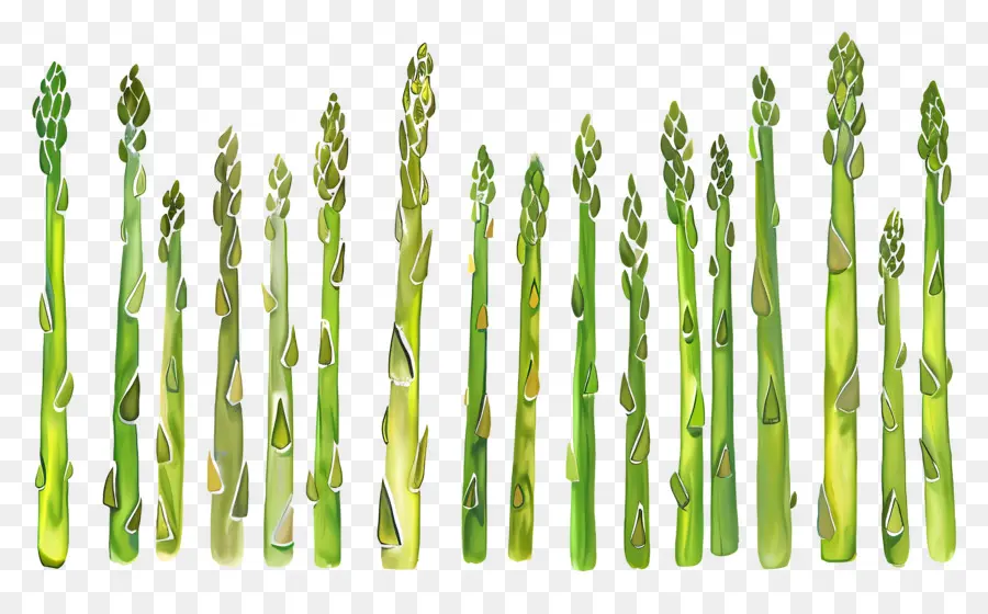 Asparagus，Hijau PNG