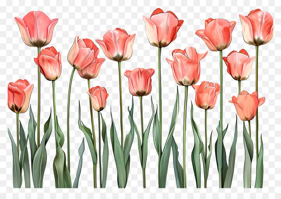 Pink Tulips，Bunga PNG