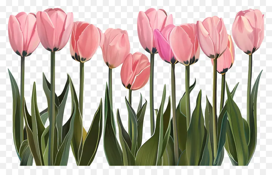 Pink Tulips，Tulip Merah PNG