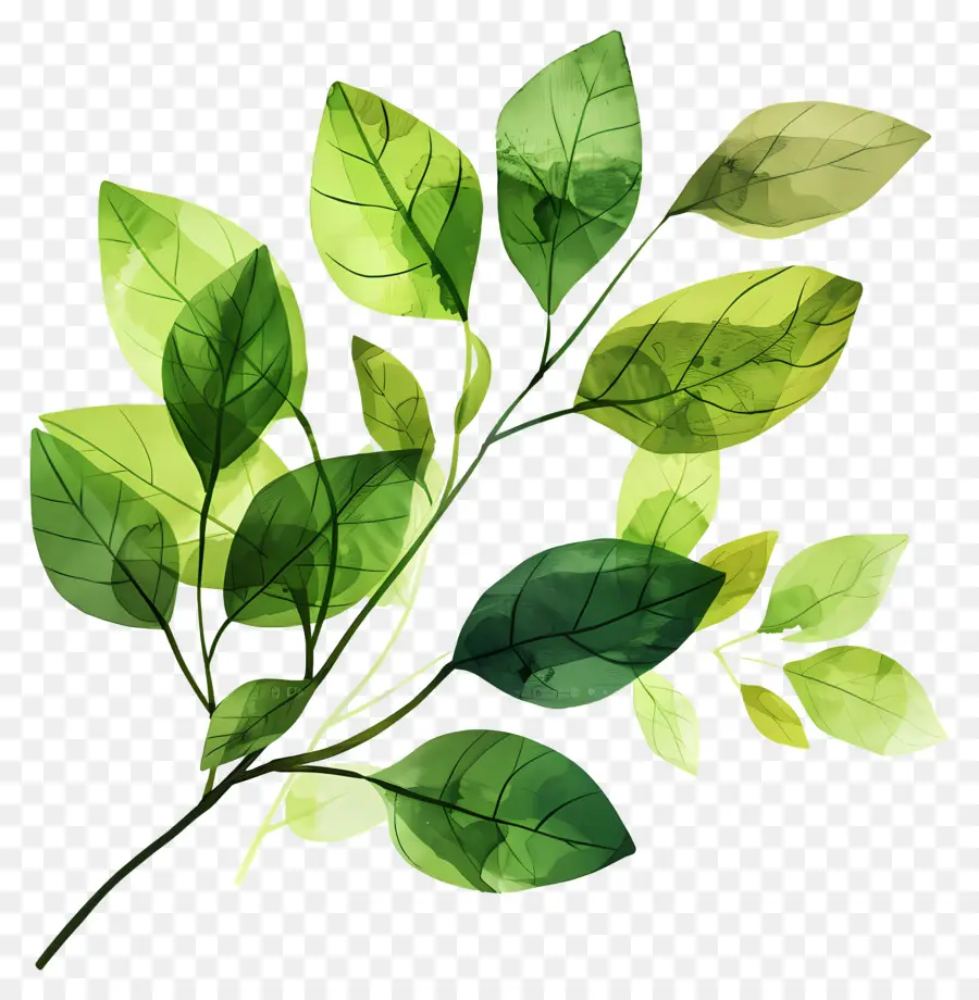 Daun Hijau，Daun Daun PNG