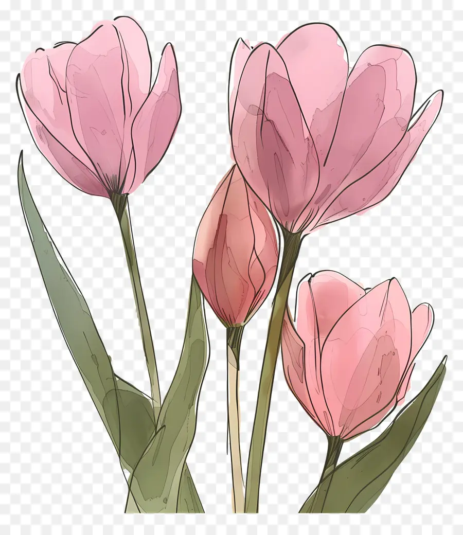 Pink Tulips，Bunga Merah PNG