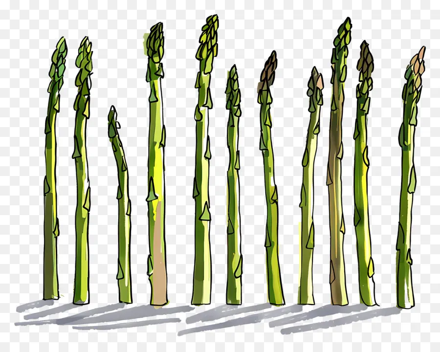 Asparagus，Hijau PNG