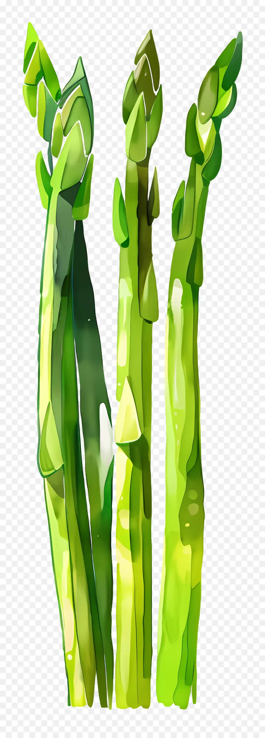 Asparagus，Hijau PNG