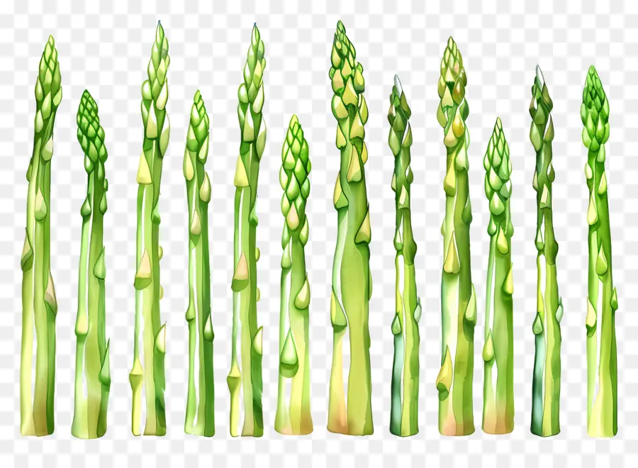 Asparagus，Hijau PNG