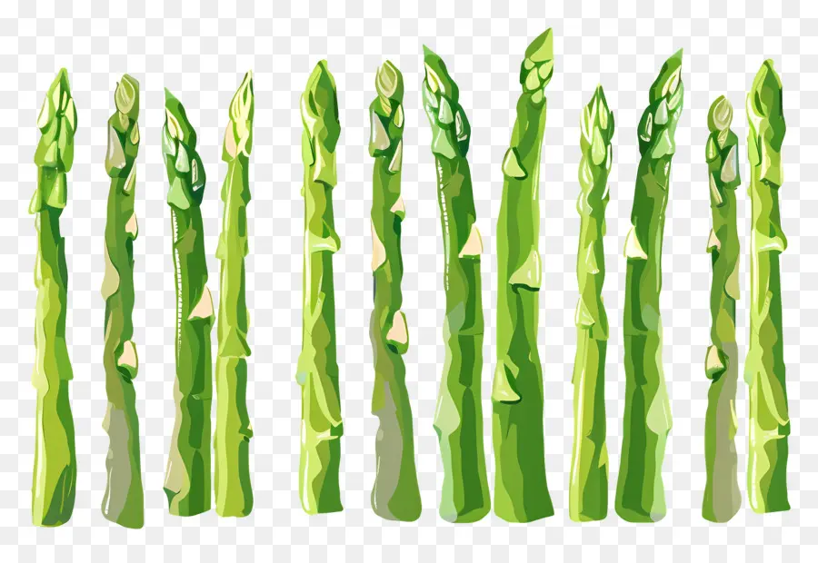 Asparagus，Hijau PNG