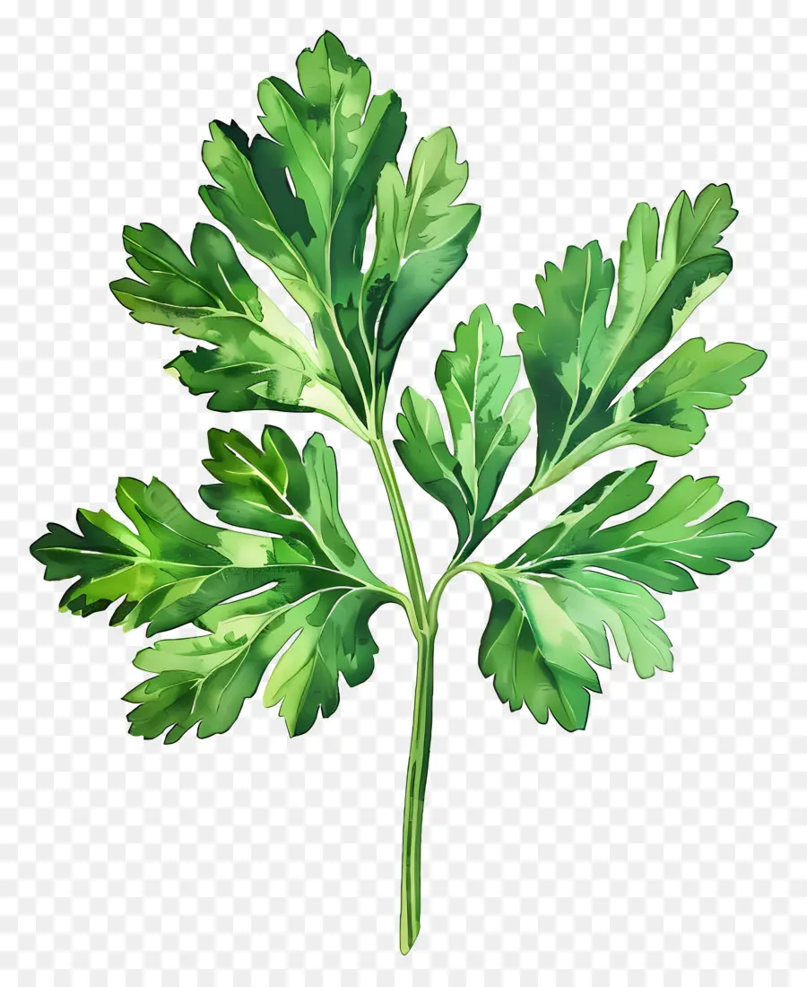 Daun Peterseli，Peterseli PNG