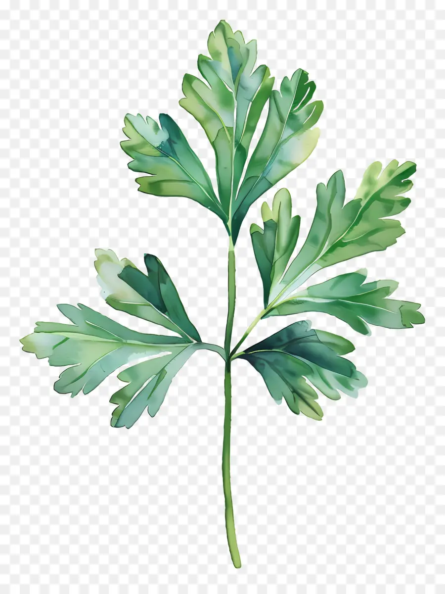 Daun Peterseli，Peterseli PNG