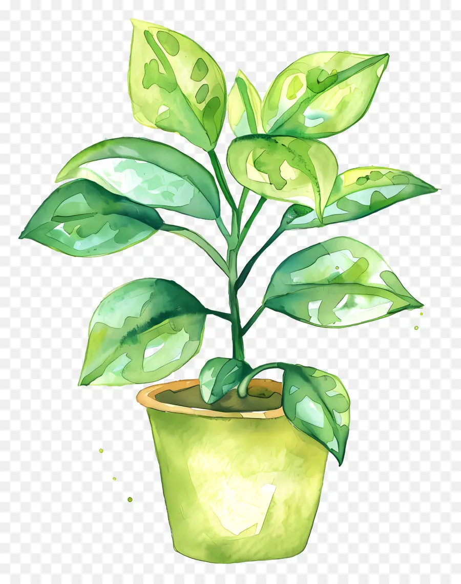 Houseplant Bergelombang，Tanaman Pot Hijau PNG