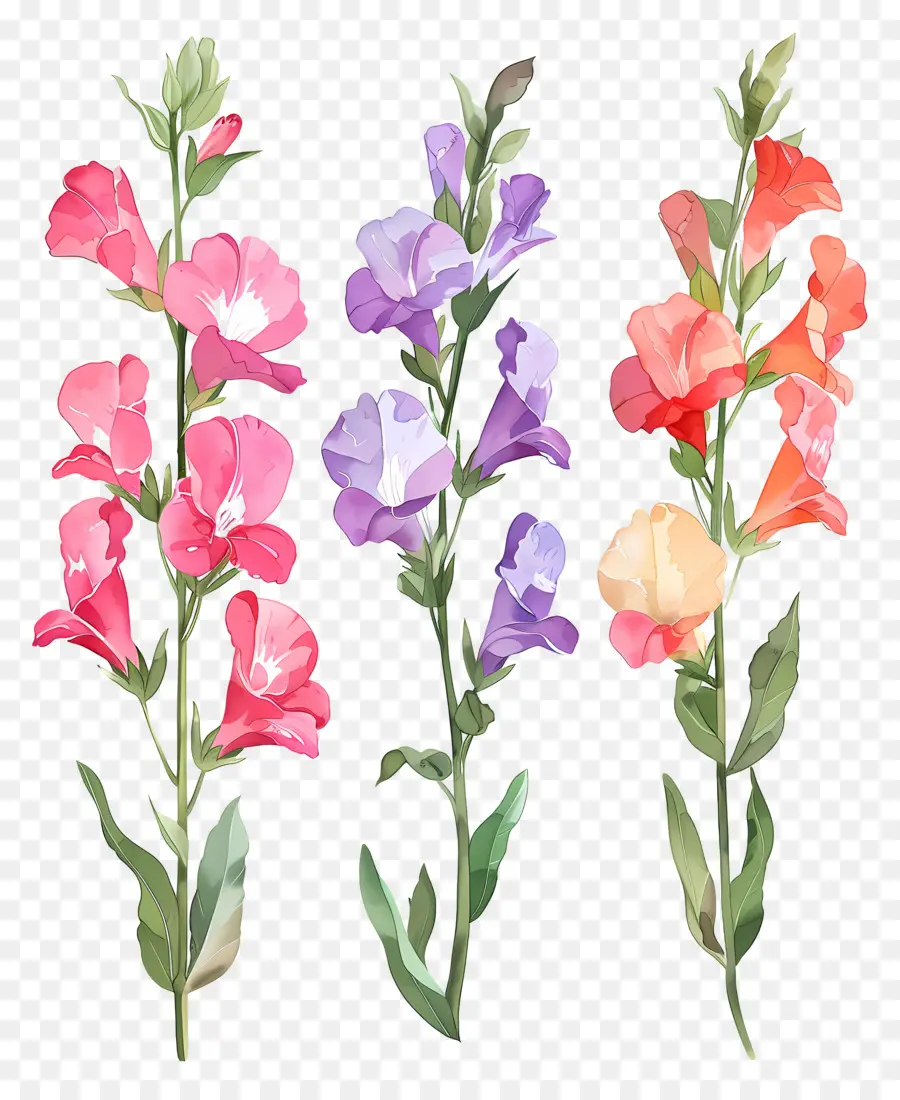 Bunga Snapdragon，Bunga PNG