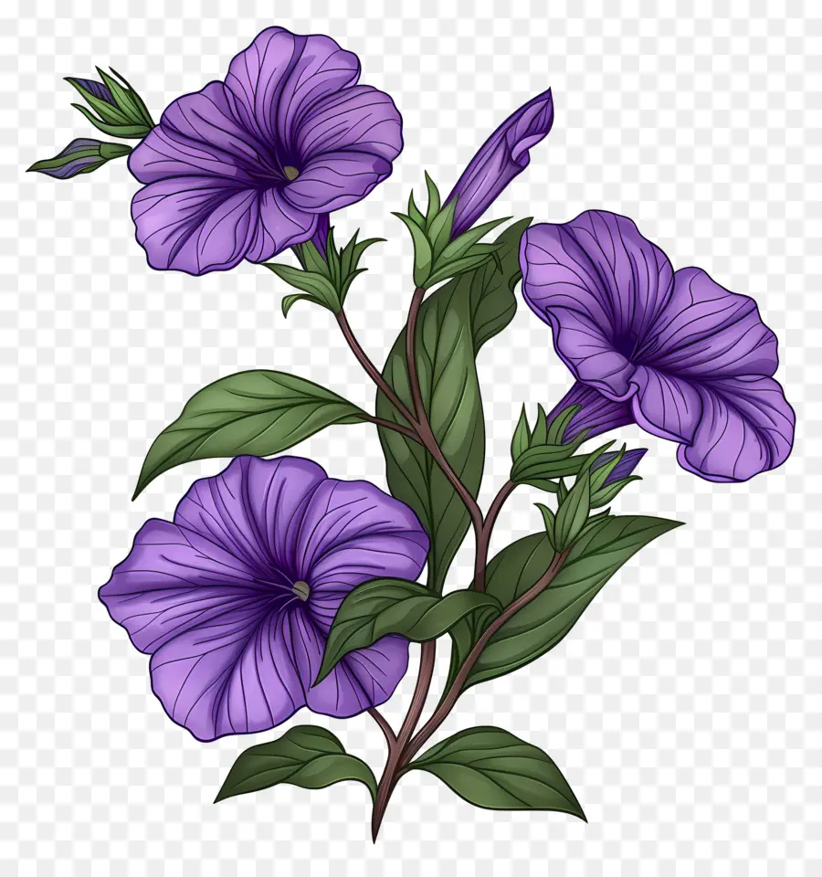 Bunga Petunia，Bunga Bunga Ungu PNG