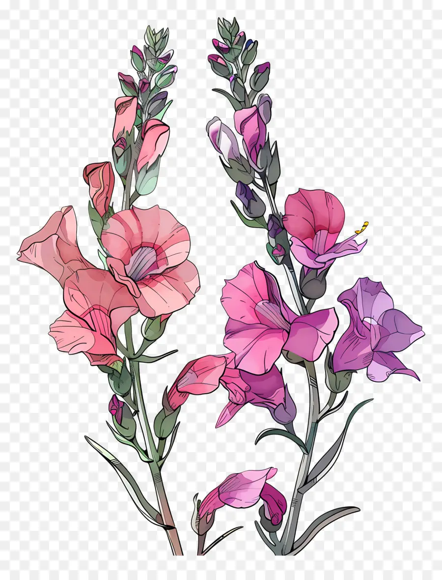 Bunga Snapdragon，Bunga Berwarna Warni PNG