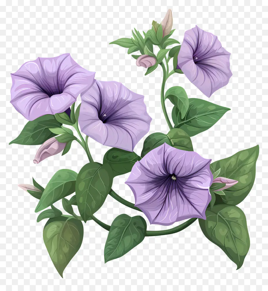 Bunga Petunia，Pagi Kemuliaan PNG